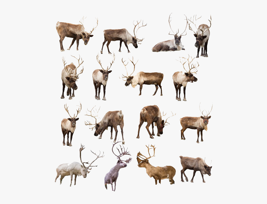 Reindeer Png Transparent, Png Download, Free Download