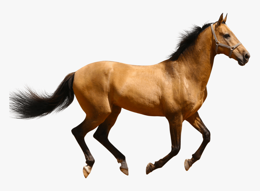 Horse Png Image File - Horse Animal Png, Transparent Png, Free Download