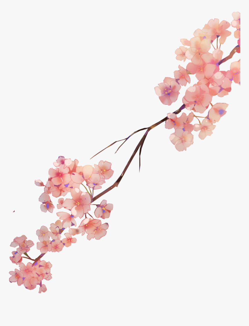 #sakura #flower #watercolor #petals #nature - Watercolor Sakura Flowers Png, Transparent Png, Free Download