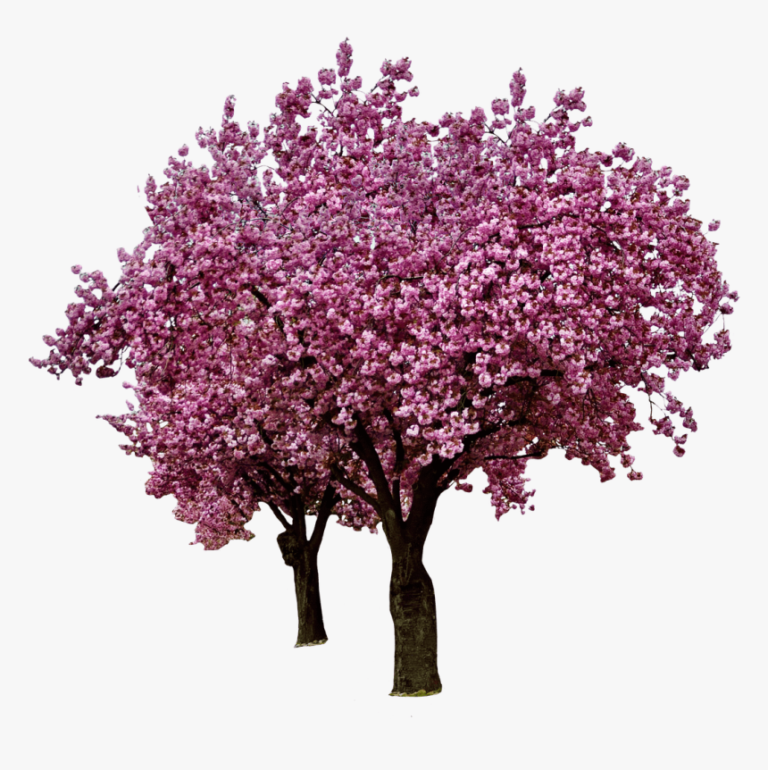 Spring Cherry Blossoms - Cherry Blossom Tree Png, Transparent Png, Free Download