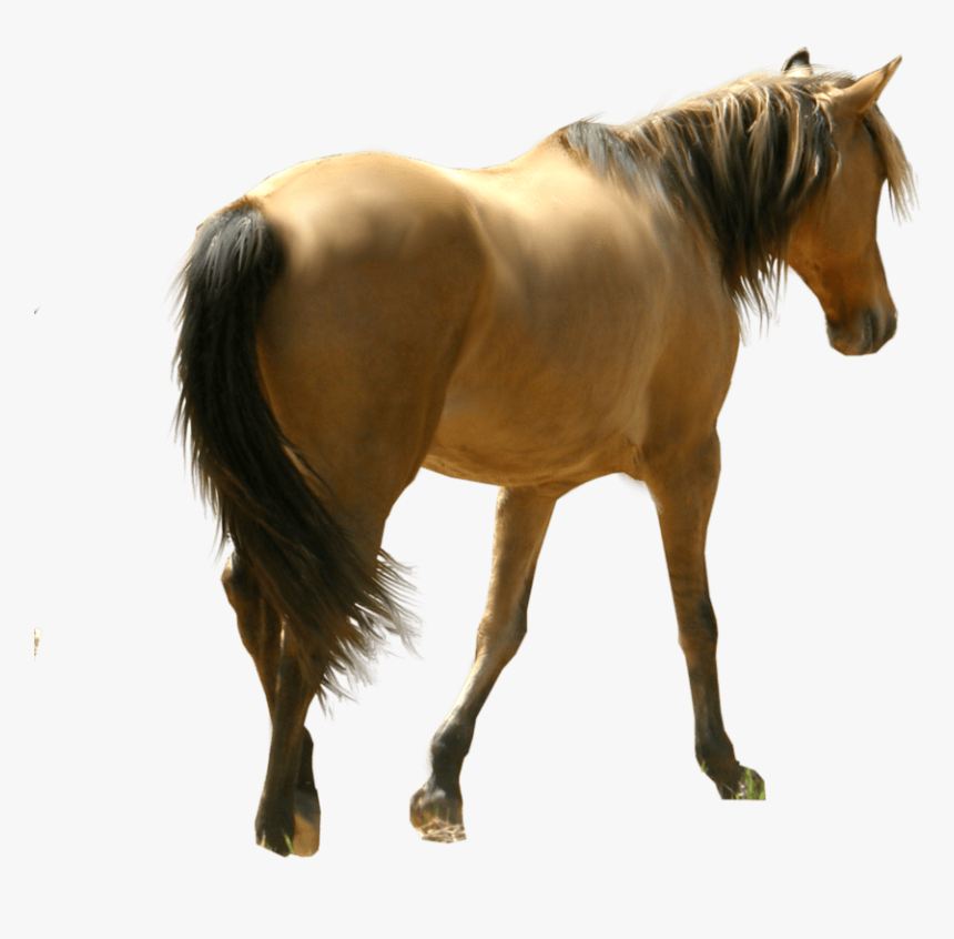 Download Horse Png File For Designing Projects - Mini Horse Transparent Background, Png Download, Free Download