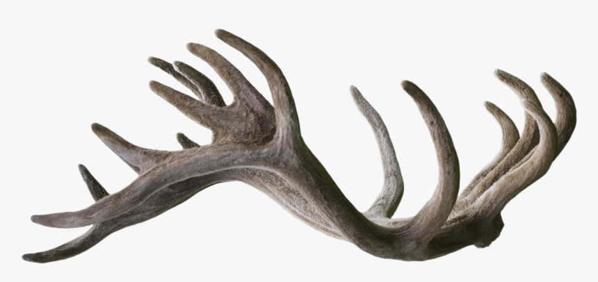 Elk - Reindeer, HD Png Download, Free Download