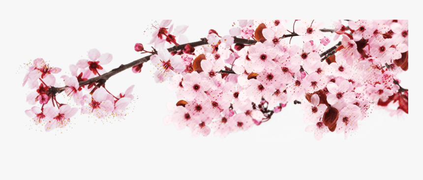Blossom - Japan Cherry Blossom Png, Transparent Png, Free Download
