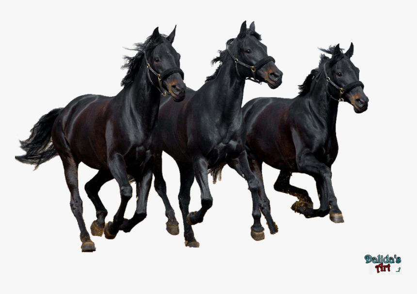 Horse Png Download Image - Group Of Black Horses, Transparent Png, Free Download