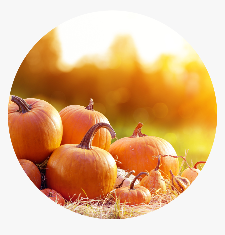 Mystery Doug Why Are Pumpkins Orange, HD Png Download, Free Download