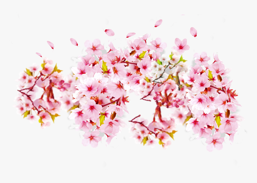 Transparent Cherry Blossom Png - Bunga Sakura Png Transparent, Png Download, Free Download