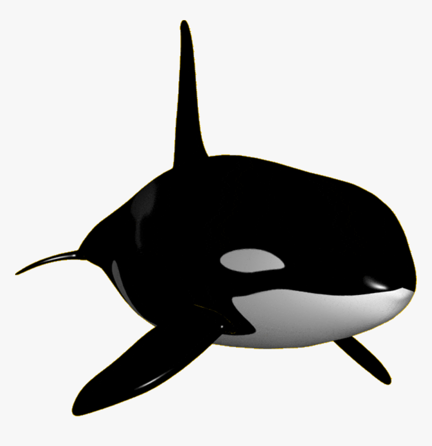 Orca Clipart Transparent - Orca Killer Whale Transparent, HD Png Download, Free Download