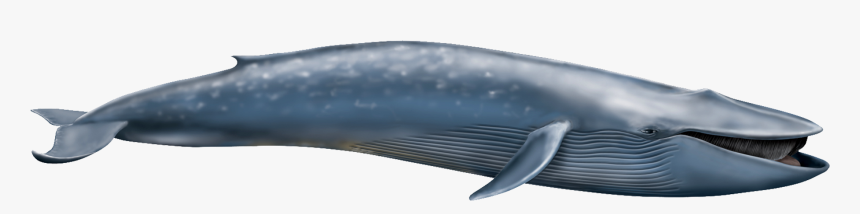 Blue Whale Transparent, HD Png Download, Free Download