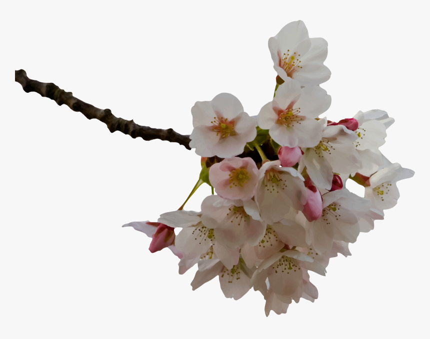 Cherry Blossom Clip Arts - Cherry Blossom Clipart .png, Transparent Png, Free Download
