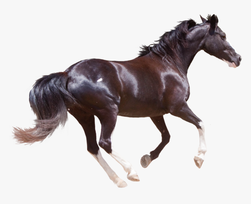 Horse Png High-quality Image - Black Horse Png, Transparent Png, Free Download