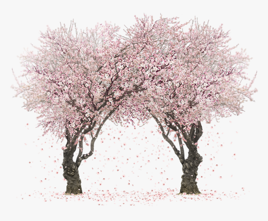 Sakura Tree Png - Cherry Blossom Tree Png, Transparent Png, Free Download