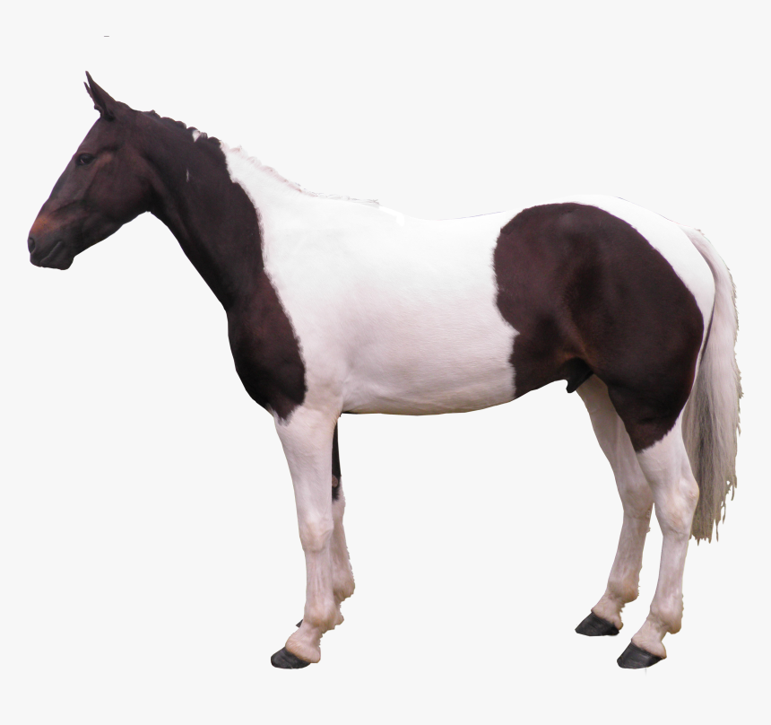 Transparent Horse Png - Horse Side View Png, Png Download, Free Download