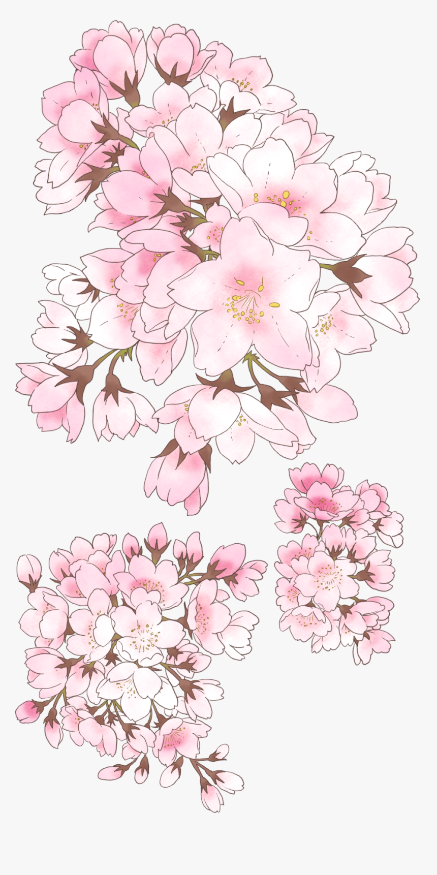 Transparent Cherry Blossom Clipart - Anime Cherry Blossom Drawing, HD Png Download, Free Download
