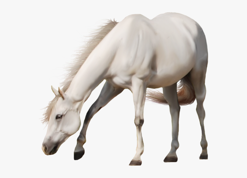 Free Download Of Horse Png Icon - Transparent Background White Horse Png, Png Download, Free Download