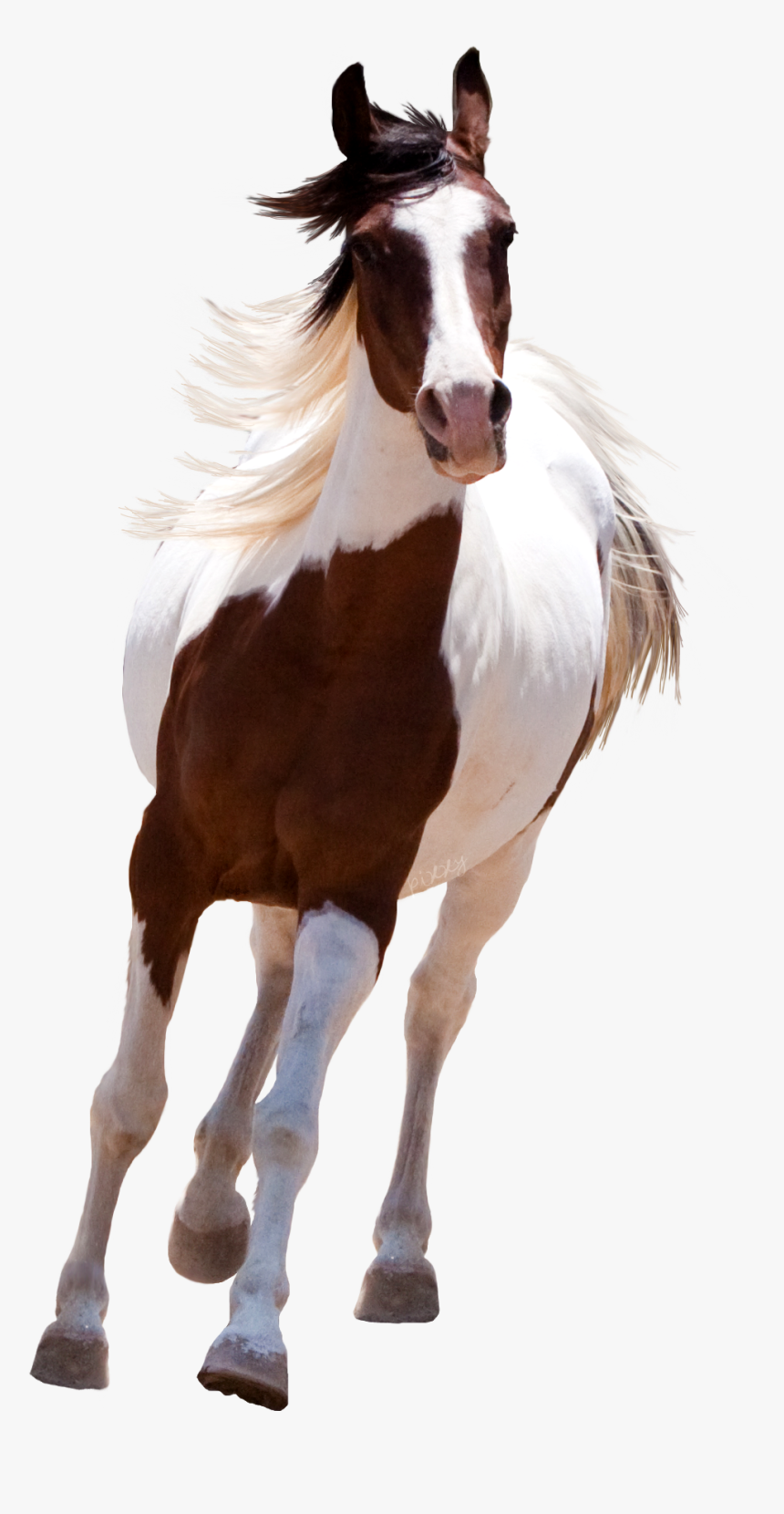 Picsart Horse Png Hd, Transparent Png, Free Download