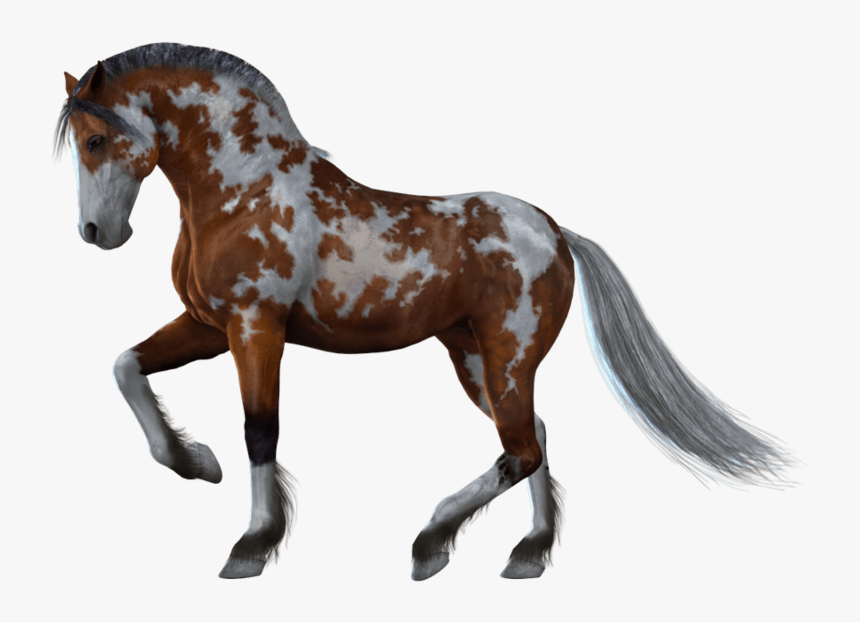 Horses With No Background, HD Png Download, Free Download