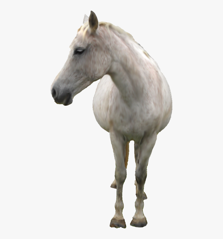 Transparent Horse Png File - White Horse Transparent Background, Png Download, Free Download