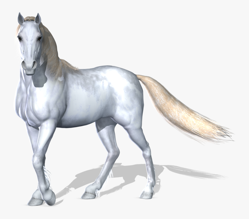 White Horse Images Hd Png, Transparent Png, Free Download