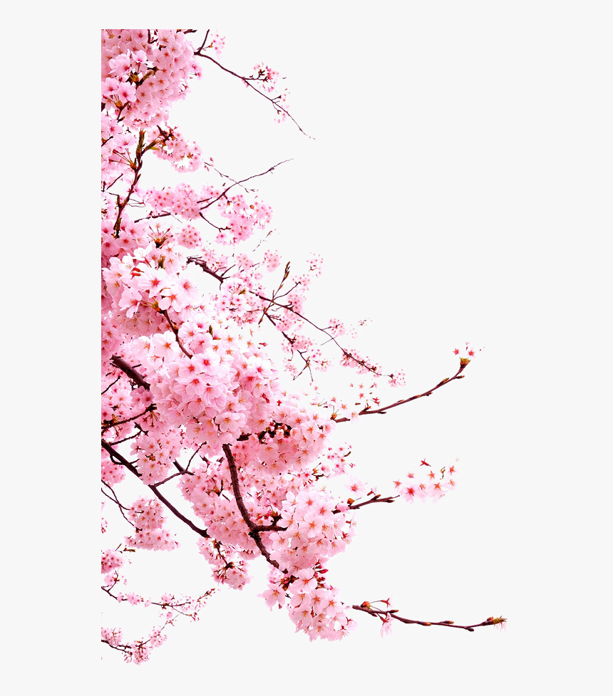 Blossom Cherry Flower Japanese Blossoms Free Hd Image - Japanese Cherry Blossom Png, Transparent Png, Free Download