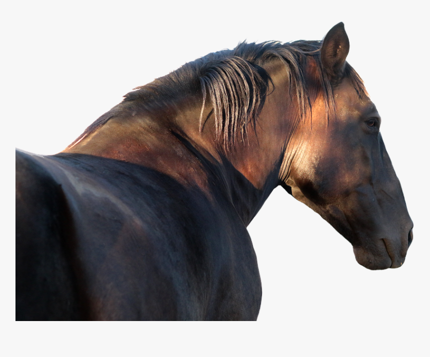 Horse, Stallion, Profile, Png File, Equine, Equestrian - Kopf Hengst Pferdekopf Von Vorne Bilder, Transparent Png, Free Download