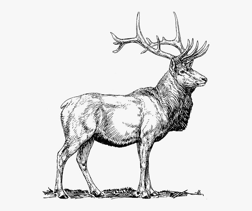 Elk, Moose, Deer, Head, Animal, Hunting, Antlers - Elk Black And White, HD Png Download, Free Download