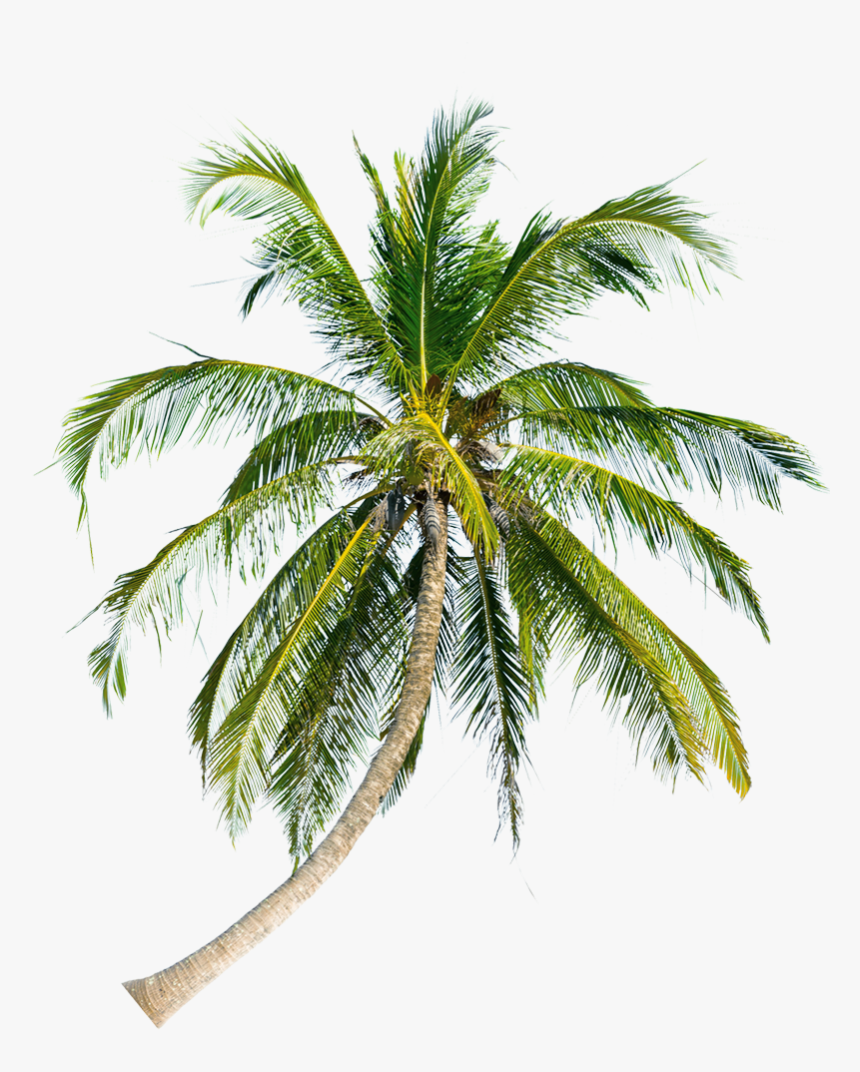 Transparent Palm Tree Top View Png - Attalea Speciosa, Png Download, Free Download