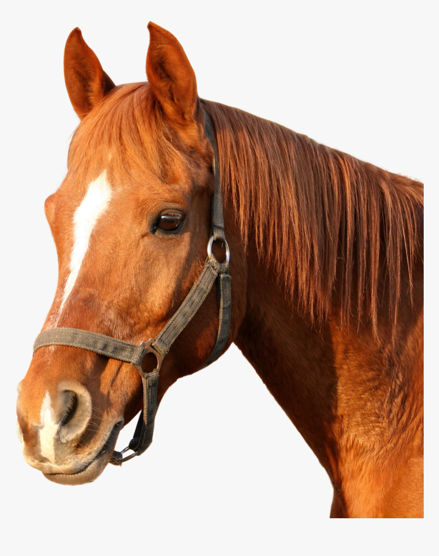 Horse Cat And Dog, HD Png Download, Free Download