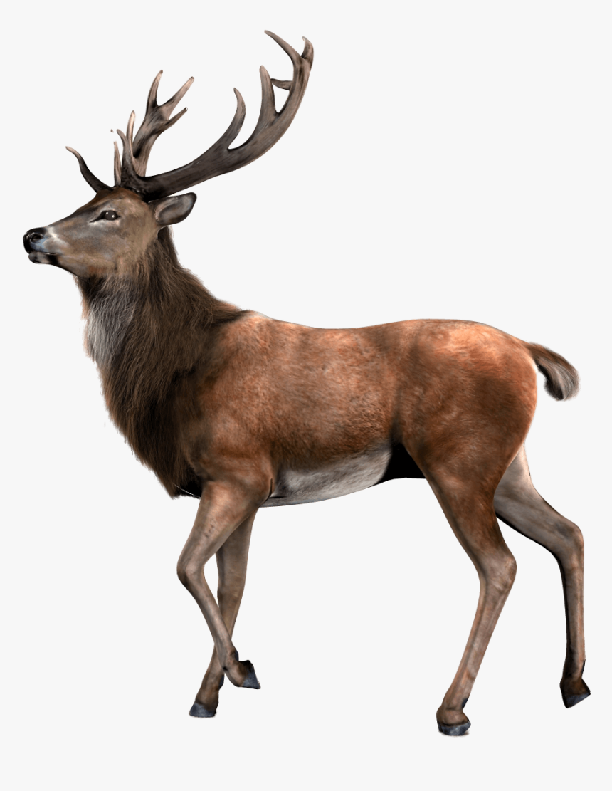 Elk Png, Transparent Png, Free Download