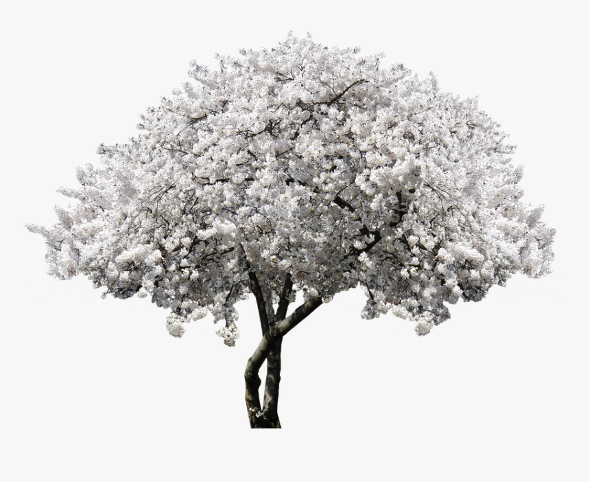 Transparent Cherry Blossom Clipart Black And White - White Cherry Blossom Png, Png Download, Free Download