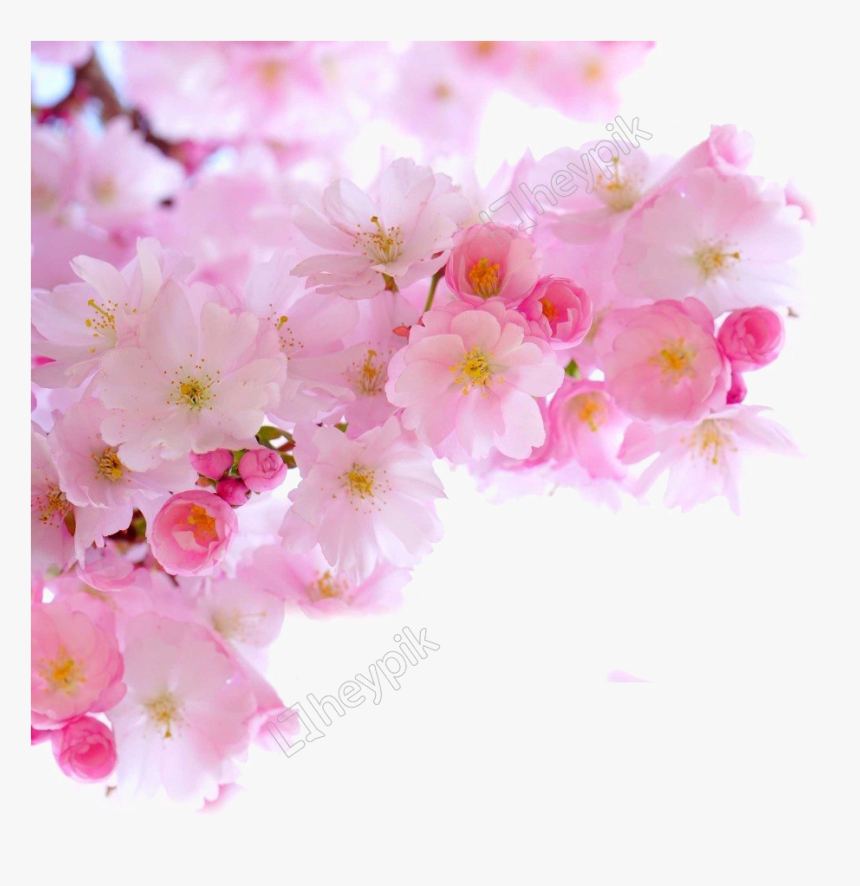 Blossom Png Image Free Download - Pink Cherry Blossoms Png, Transparent Png, Free Download