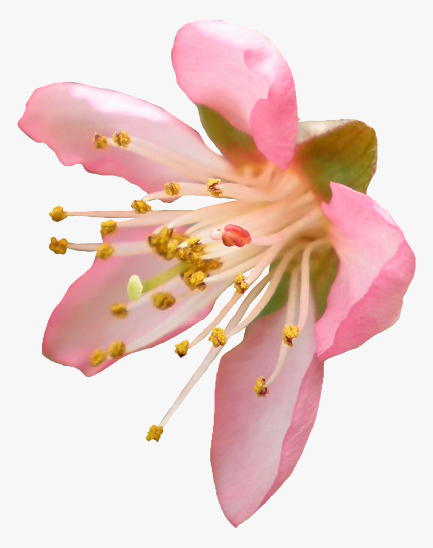 Blossom Transparent Png - Peach Blossom Transparent Background, Png Download, Free Download