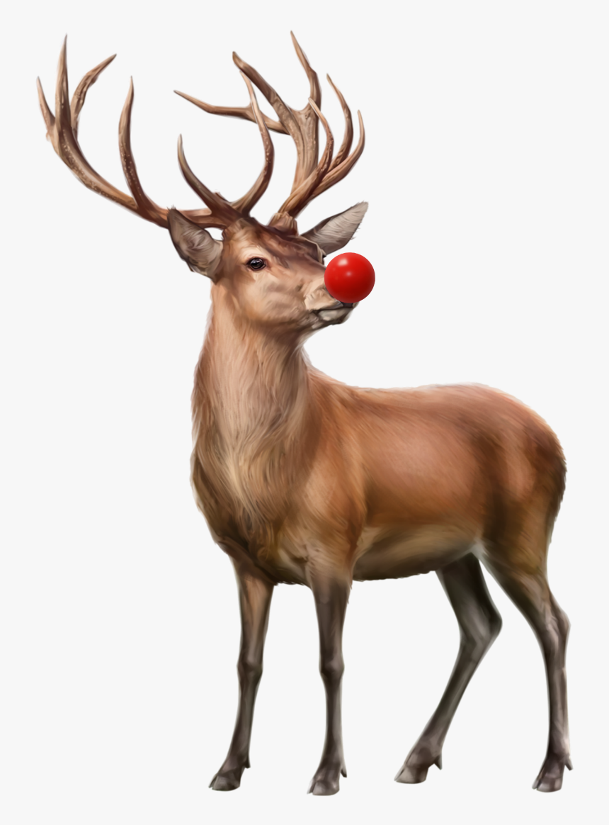 #reindeer #rudolph #christmas #christmasdeer - Deer Png, Transparent Png, Free Download