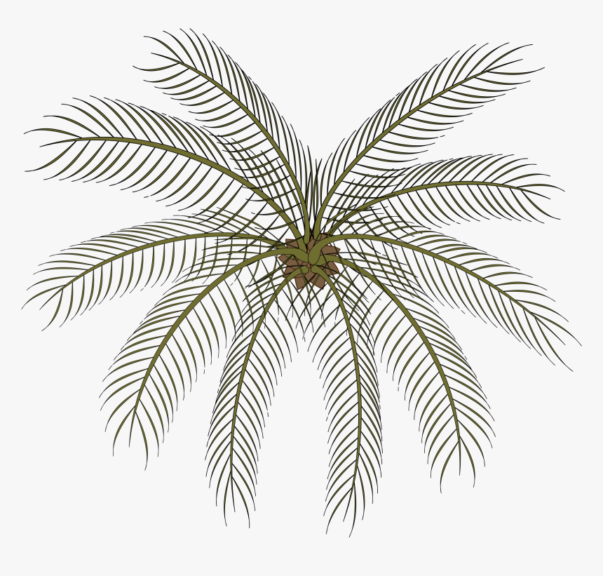Transparent Palm Tree Silhouette Png - Palm Small Top View Png, Png Download, Free Download