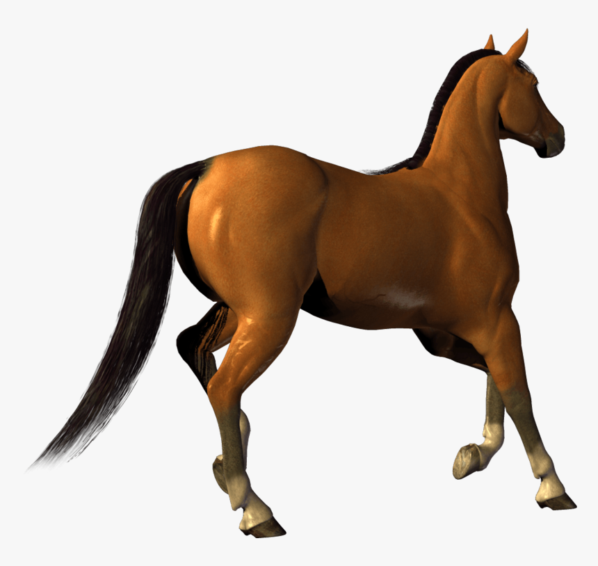 Horses With No Background, HD Png Download, Free Download