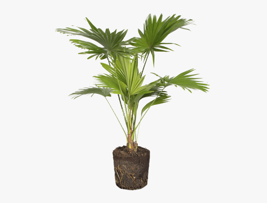 Round-leaf Fountain Palm - Fountain Palm In Pot, HD Png Download, Free Download