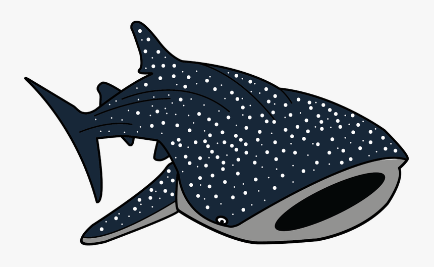 Cartoon Whale Png -cartoon Pictures Cartoonwjd Com - Whale Shark Cartoon Drawing, Transparent Png, Free Download