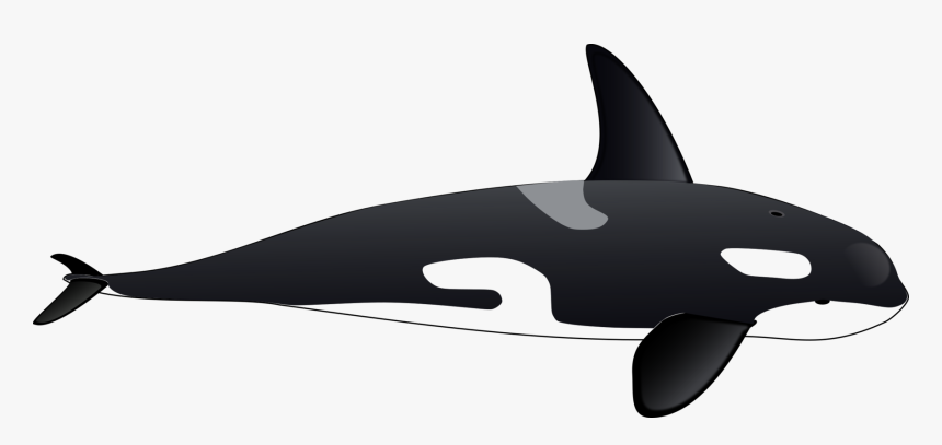 Whales Dolphins And Porpoises,fish,dolphin, HD Png Download, Free Download