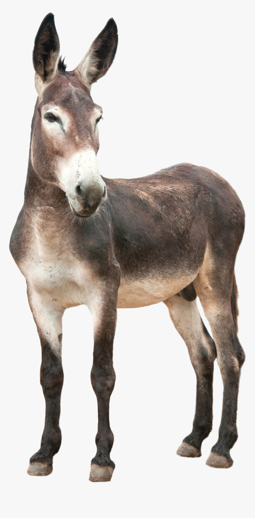 Donkey Png Pic - Donkey Png, Transparent Png, Free Download