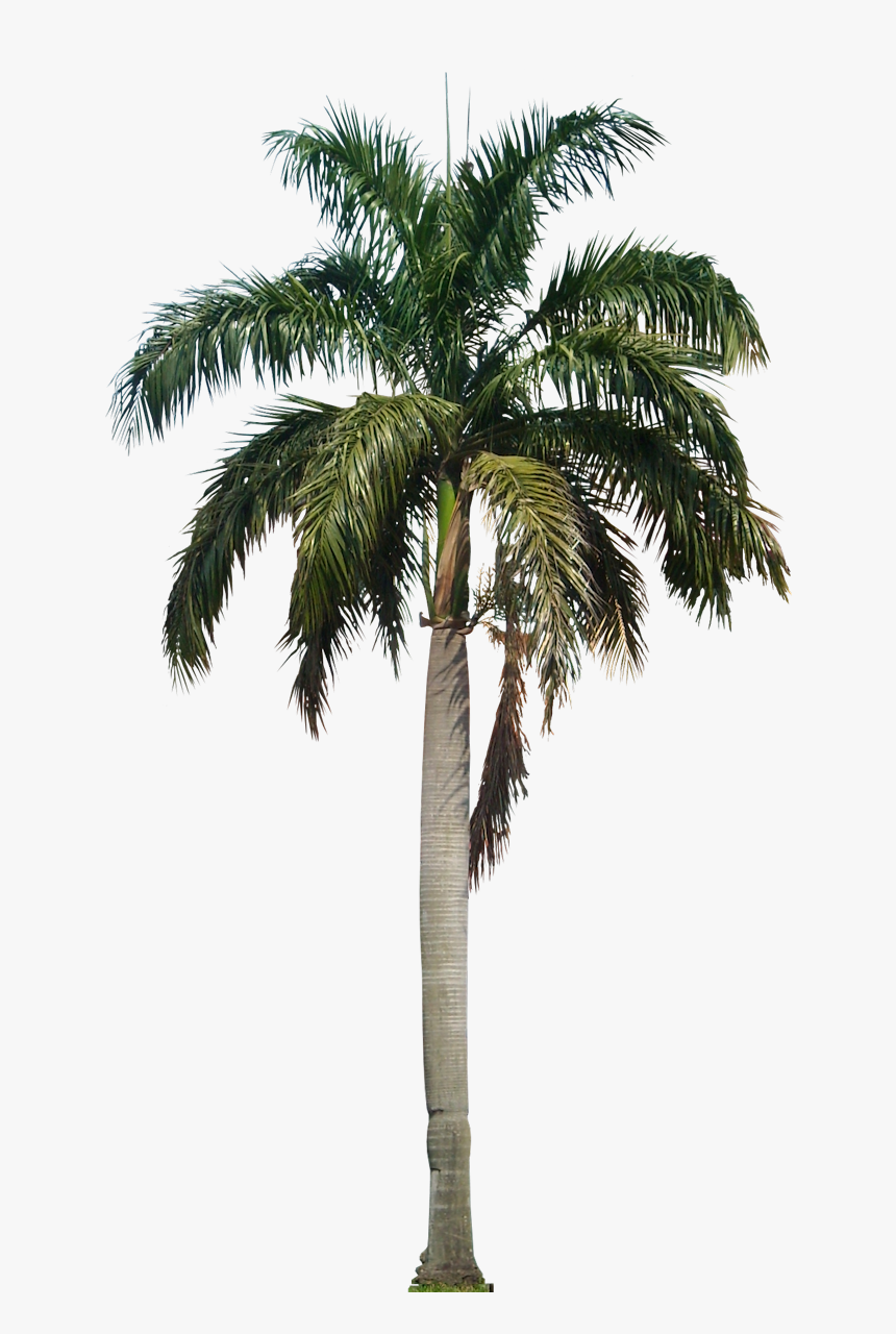 Coconut Tree Png Hd - Coconut Tree Png, Transparent Png, Free Download