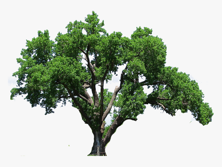 Big Tree Png, Transparent Png, Free Download