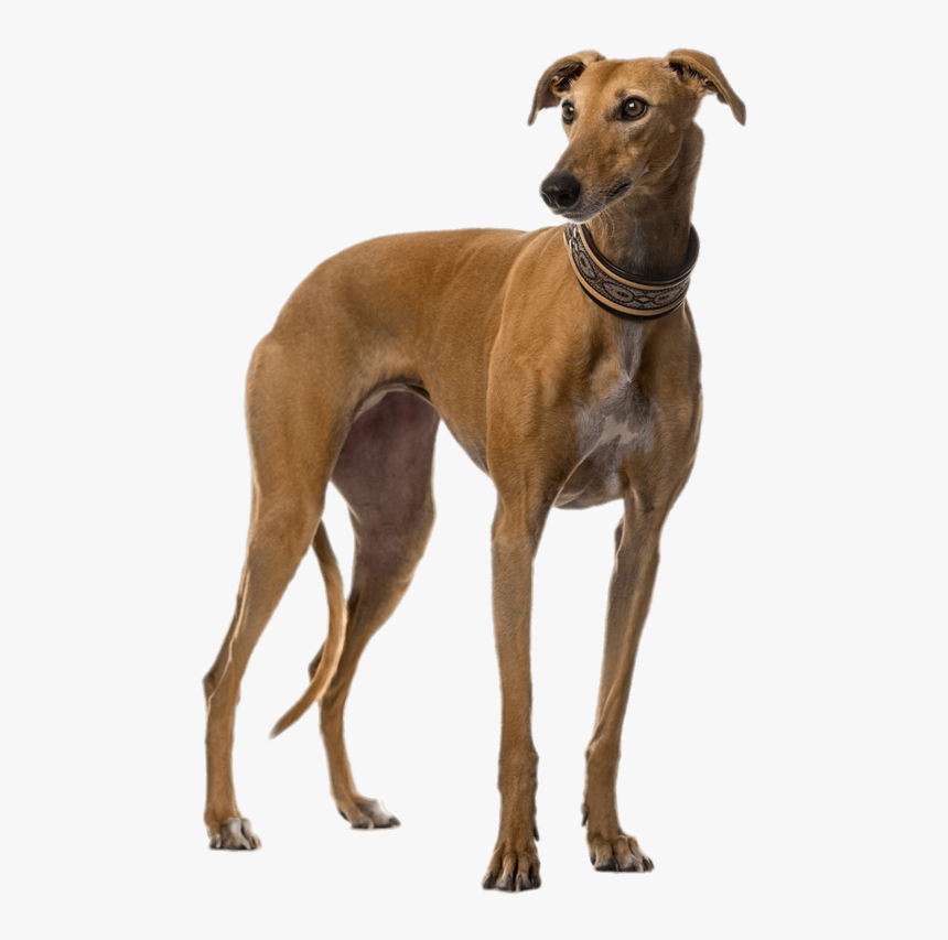 Galgo Png, Transparent Png, Free Download