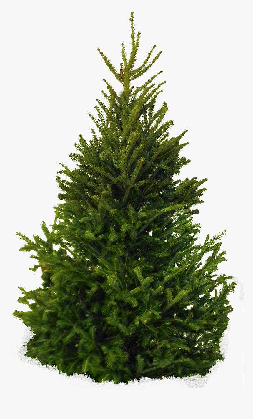 Temperate Coniferous Forest - Fir Tree Png, Transparent Png, Free Download
