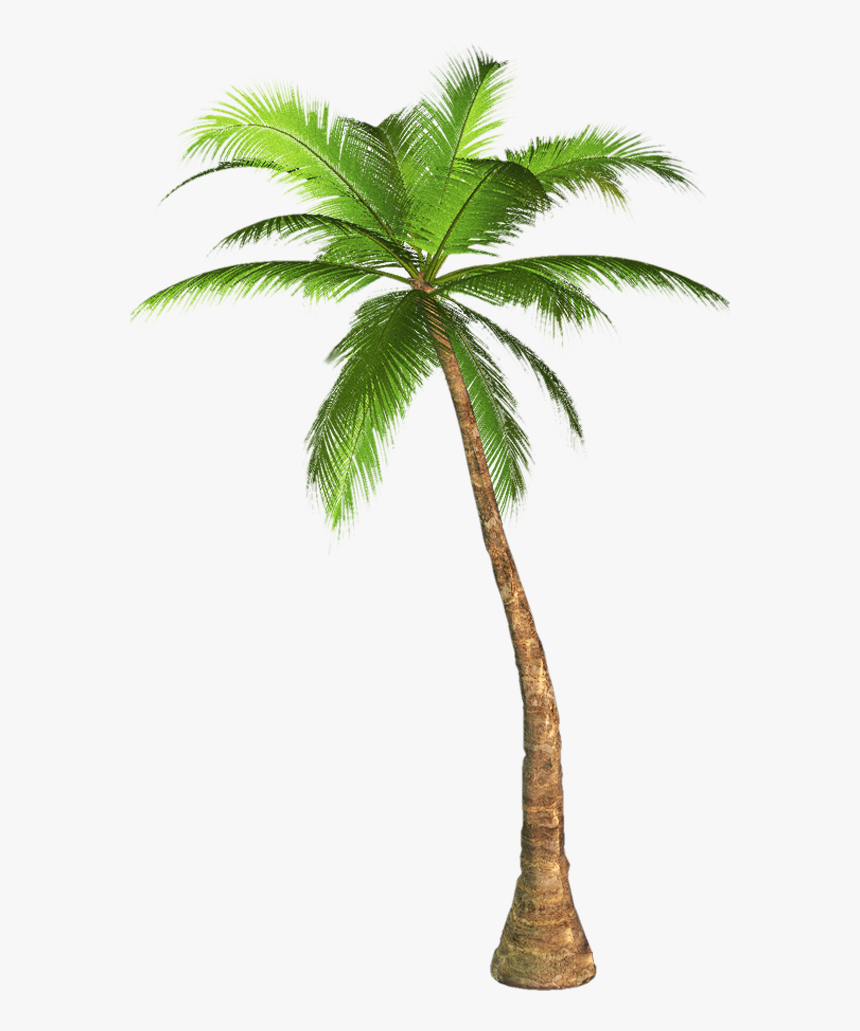 Palm Tree Transparent Image Tree Transparent Background - Palm Tree Transparent Background, HD Png Download, Free Download