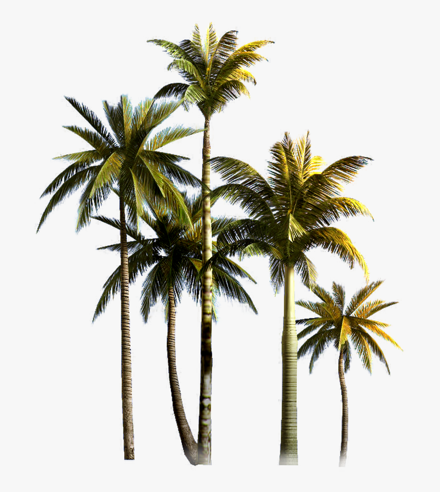 Coconut Tree Asian Palmyra Palm Euclidean Vector - Coconut Trees Png Format, Transparent Png, Free Download