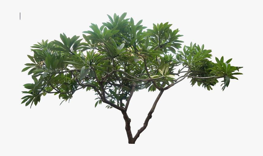 Plumeria Tree Png - Jungle Tree Png, Transparent Png, Free Download