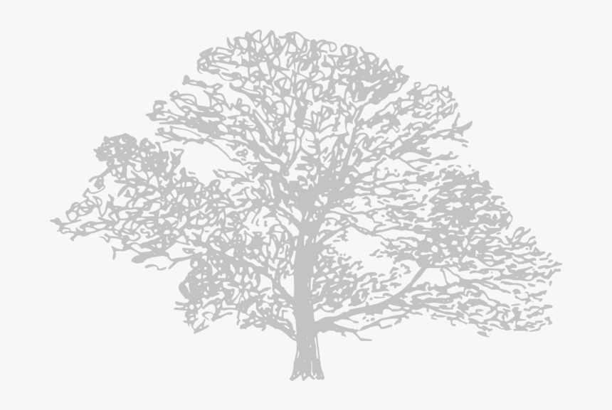 Oak, HD Png Download, Free Download