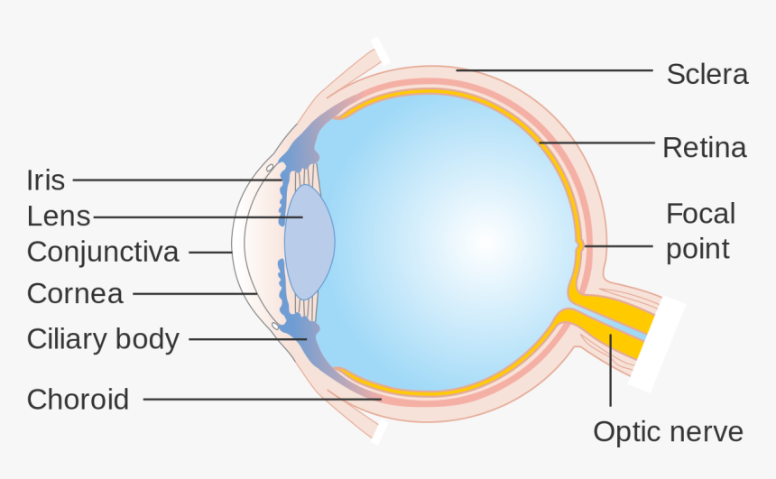 Cornea Eye Diagram - Portable Network Graphics, HD Png Download, Free Download