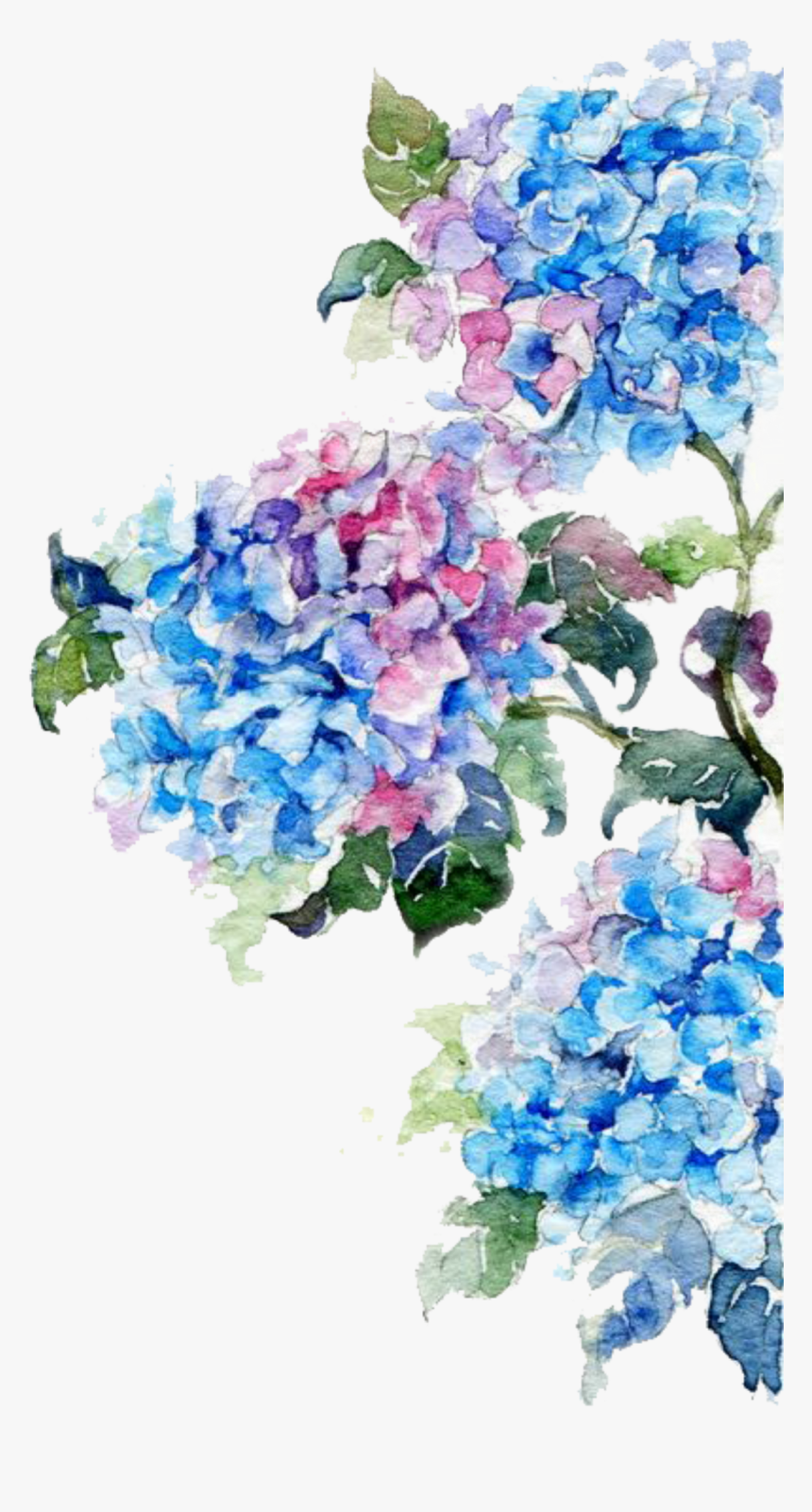 Transparent Watercolor Flower Border Png - Watercolor Flower Hydrangea, Png Download, Free Download