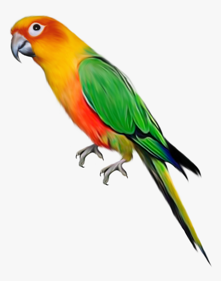 Parrot Transparent Background, HD Png Download, Free Download