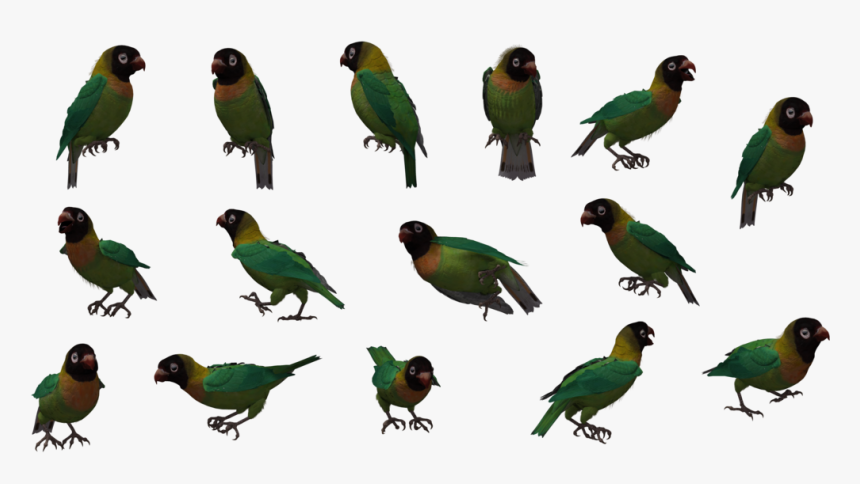 Clip Art Black Winged Lovebird - Parakeet, HD Png Download, Free Download